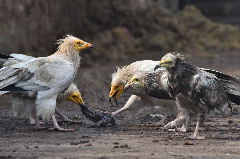 Photograph by Ratnadeep