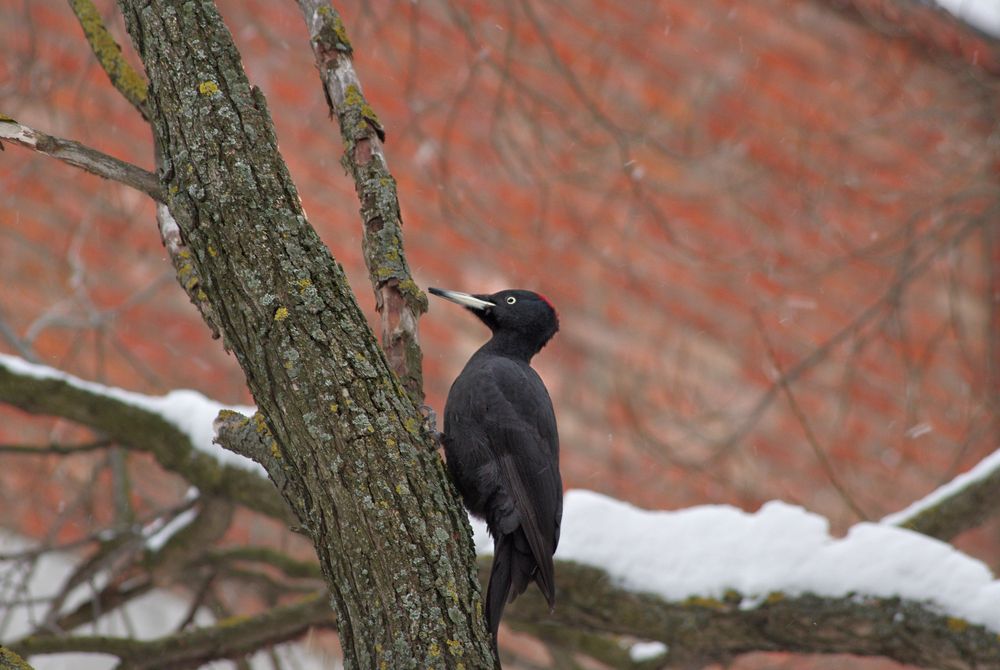 Photograph by Ольга Еремеева
