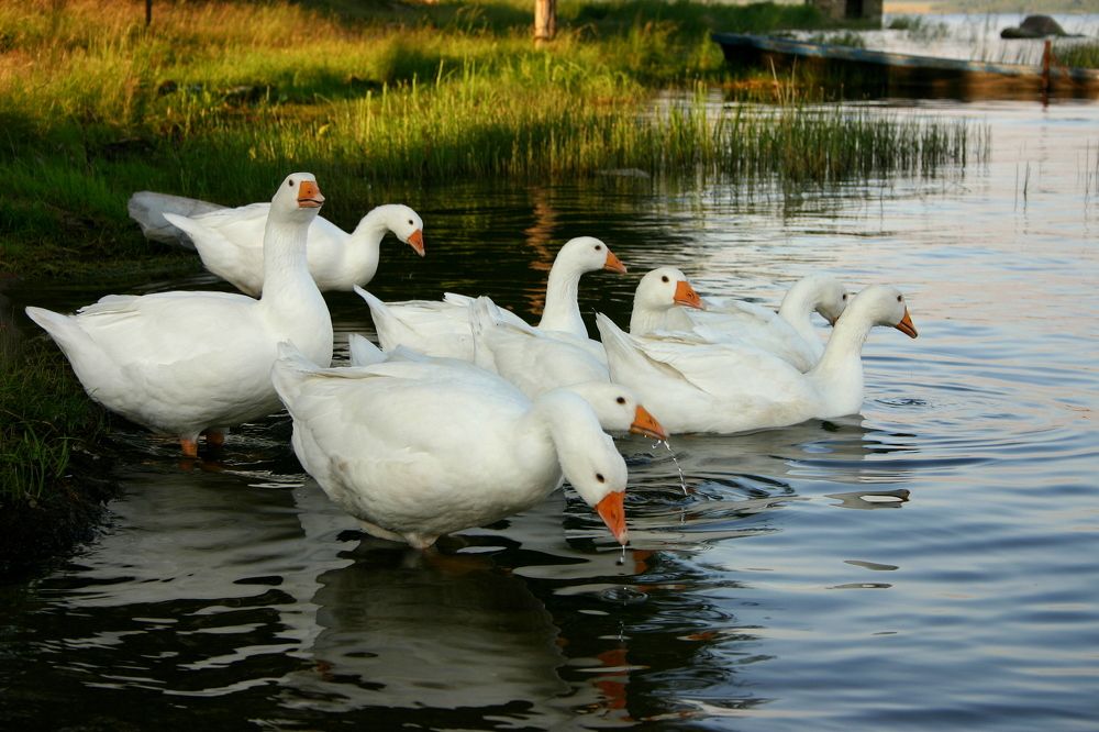 Фотография автора Nelya  Lysenko