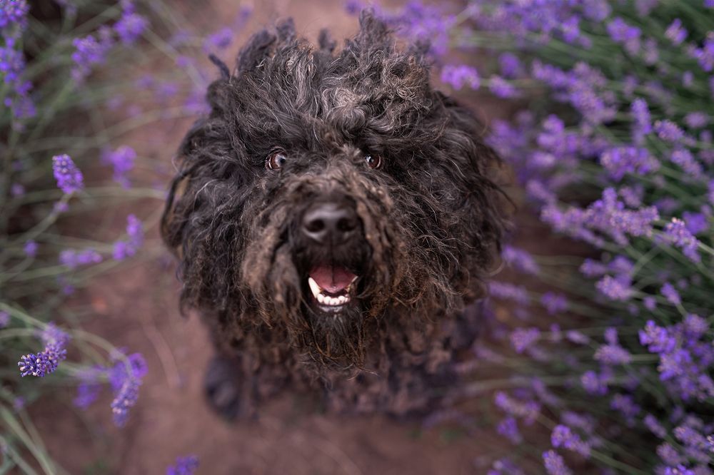 Photograph by Kelemen Tímea