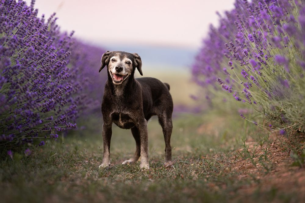 Photograph by Kelemen Tímea