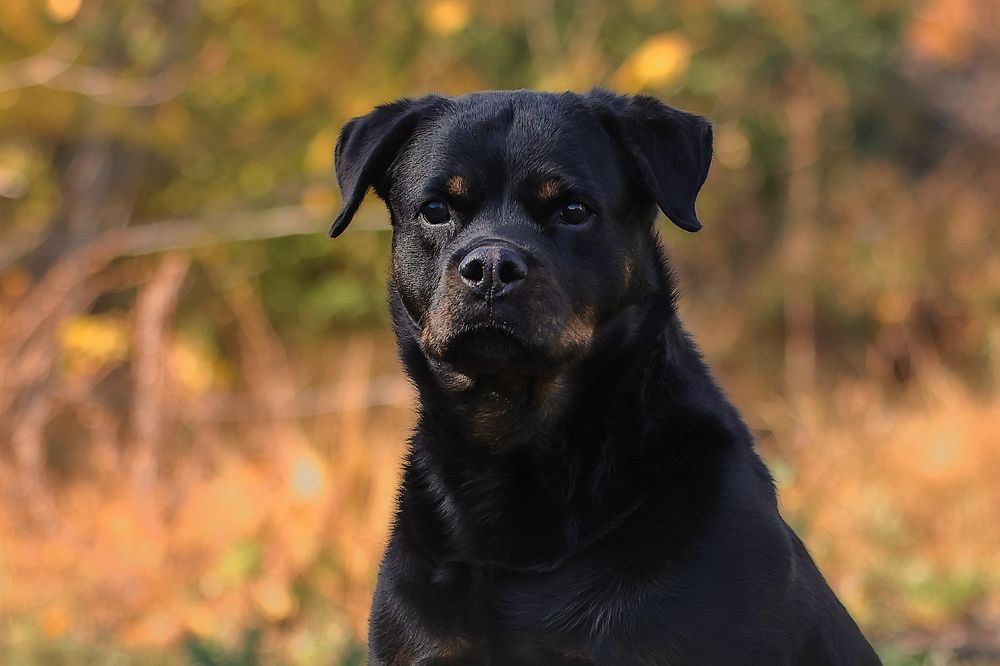 Фотография автора Анна Абрамова