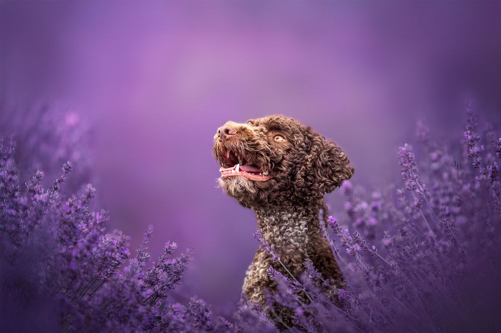 Photograph by Kelemen Tímea