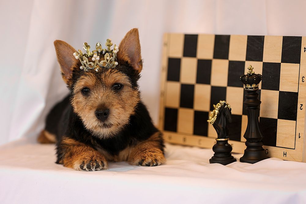 Фотография автора Анна Абрамова