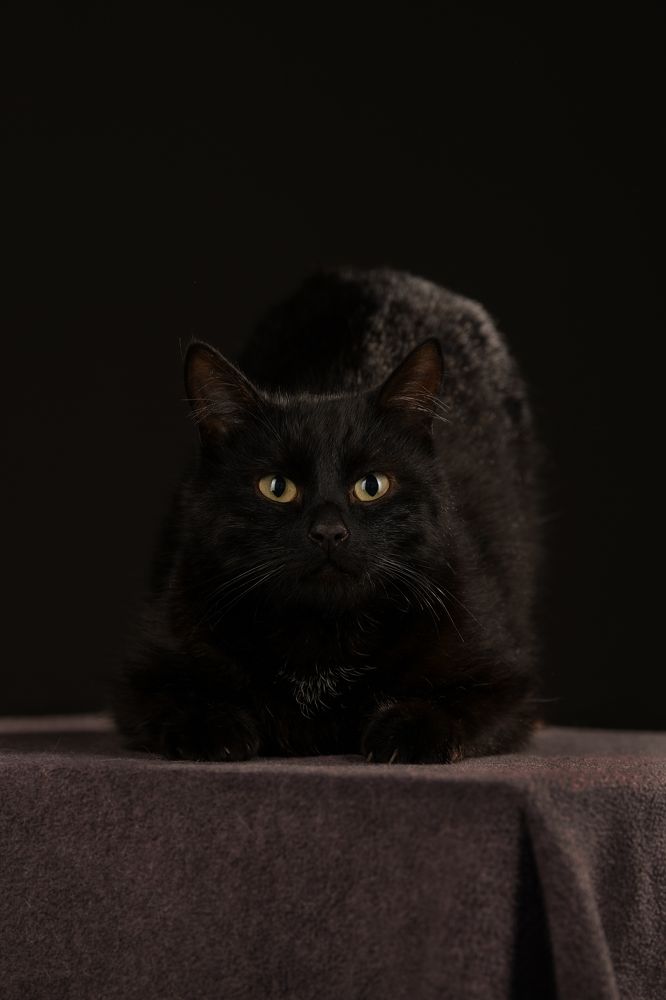 Фотография автора Алена Ковалёва