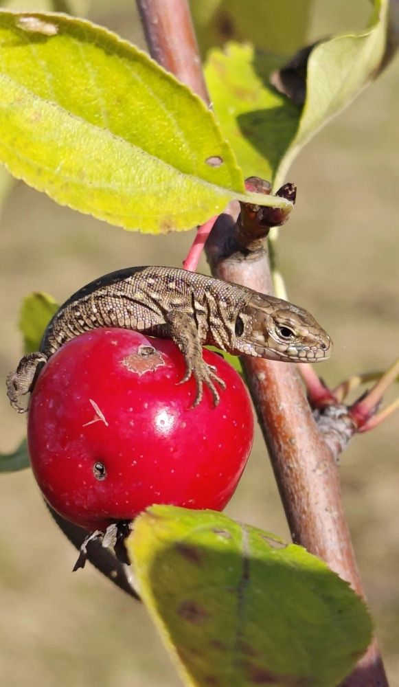 Библейский сюжет