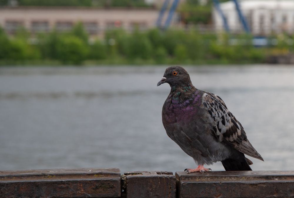 Photograph by Viktor Lazarev