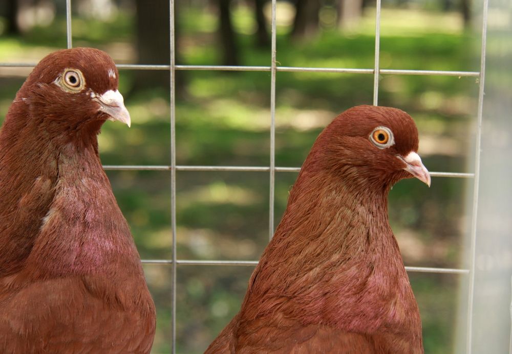 Фотография автора Nelya  Lysenko