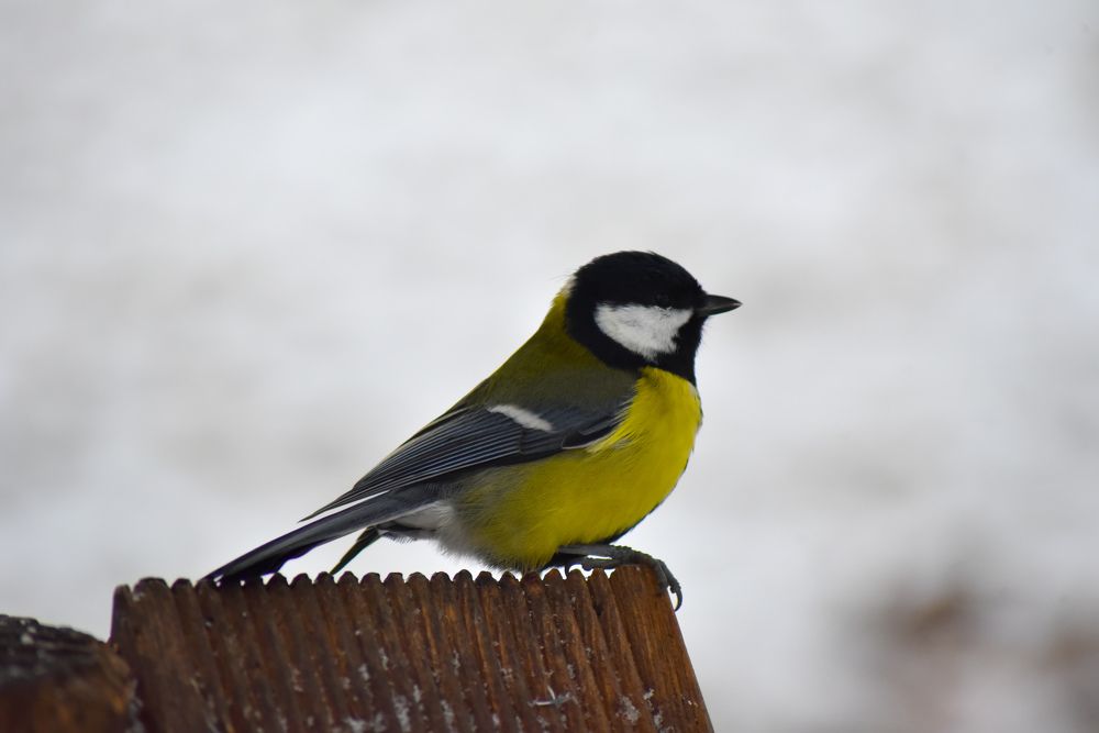 Photograph by Ljudmilla Pavljutsenkova