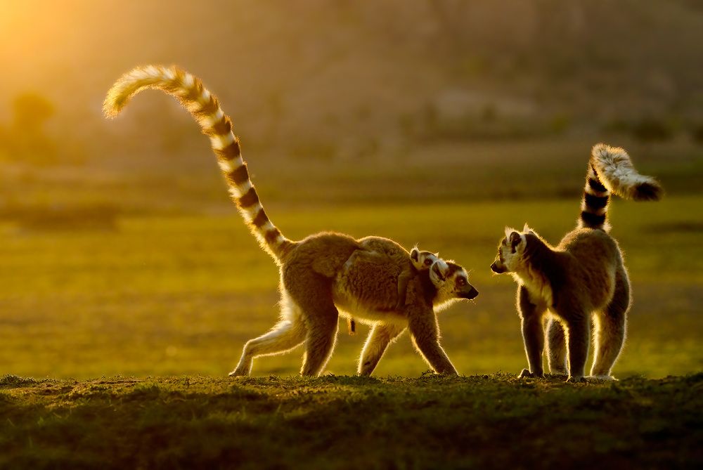 Фотография автора Vishnu Gopal
