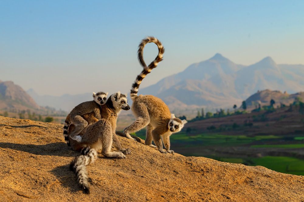 Фотография автора Vishnu Gopal