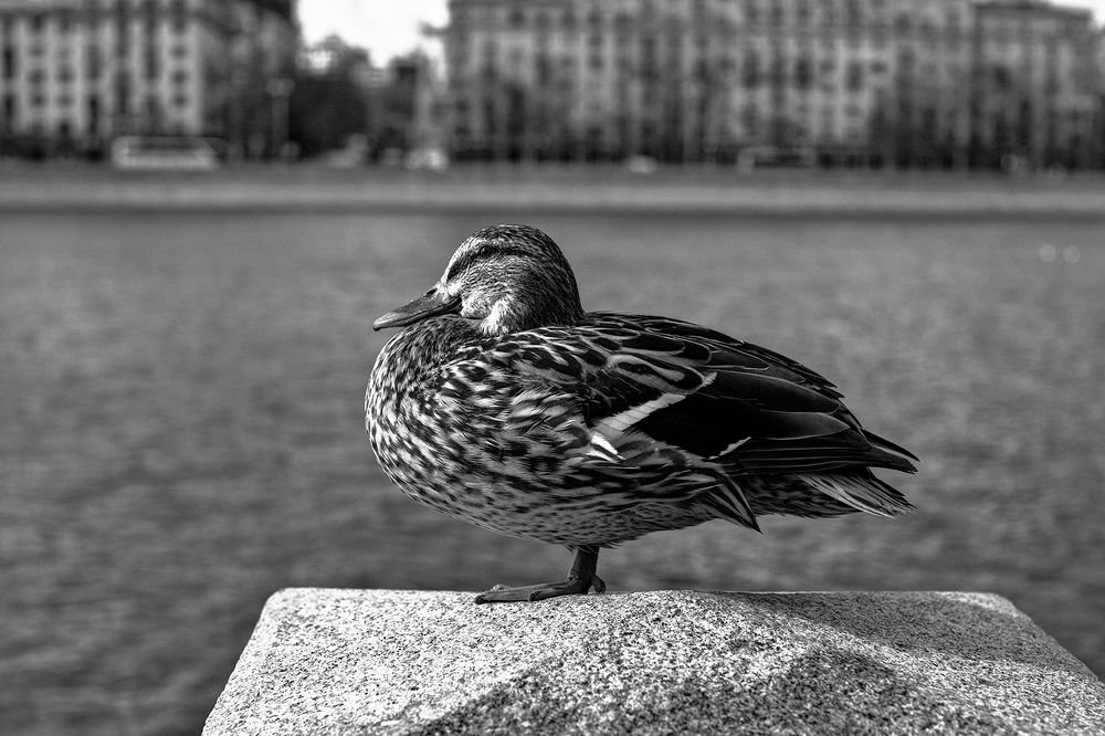 Фотография автора Николай Бо