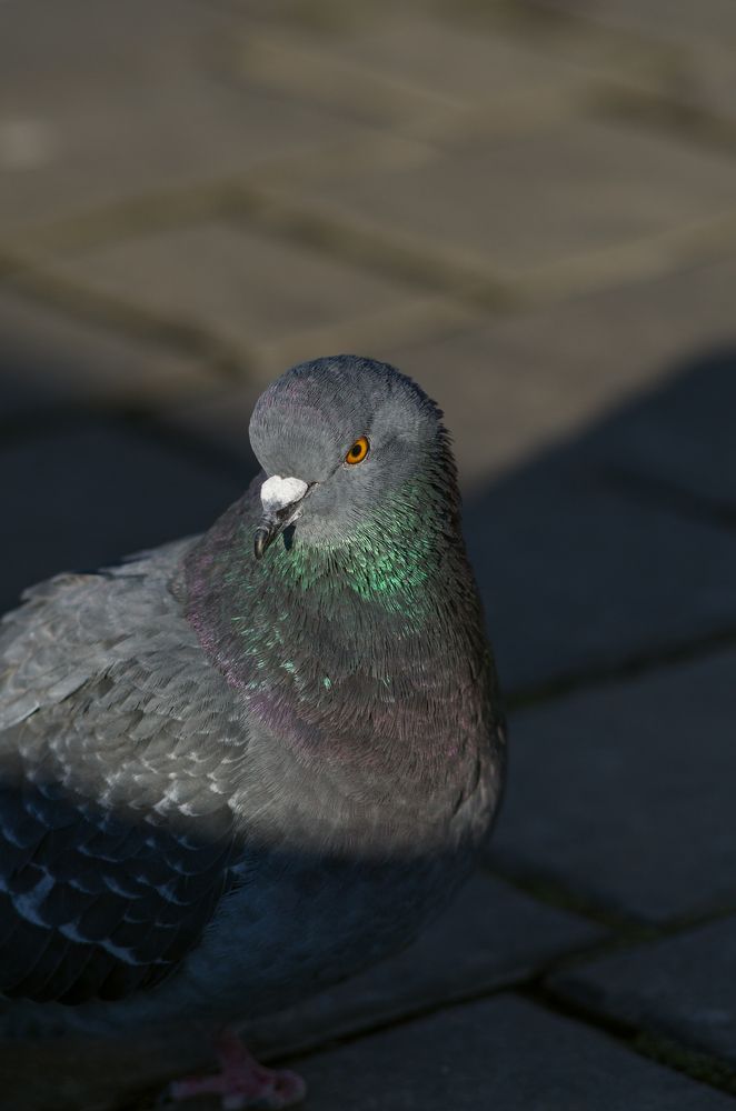 Photograph by Татьяна Псенкова