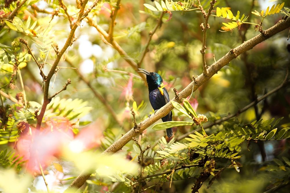 Photograph by Srestha Mandal