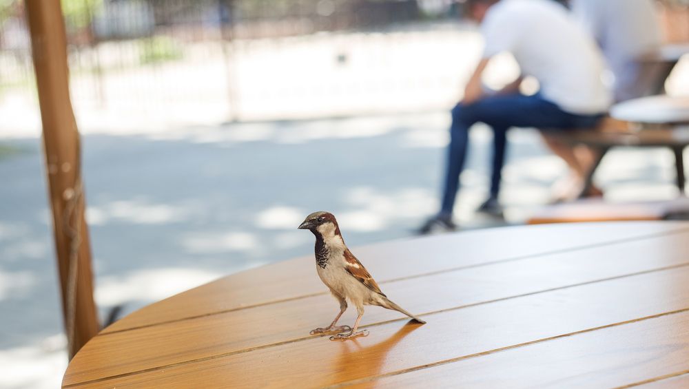 Фотография автора Тамара Нижельская