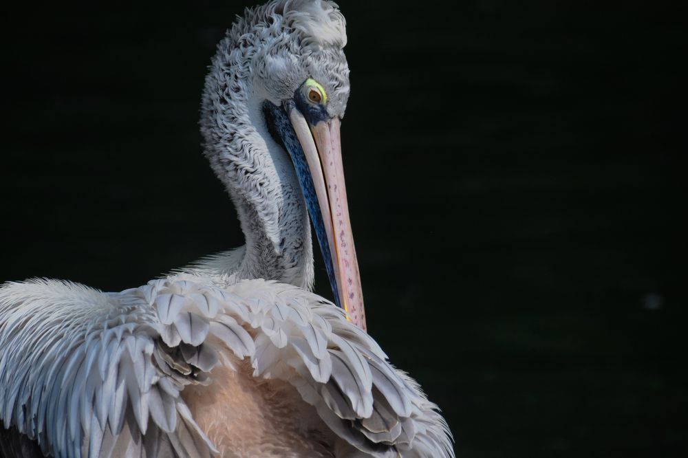 SCOOP - SPOT BILLED PELICAN