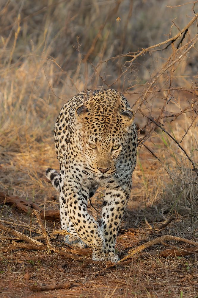 Фотография автора Raju Nair