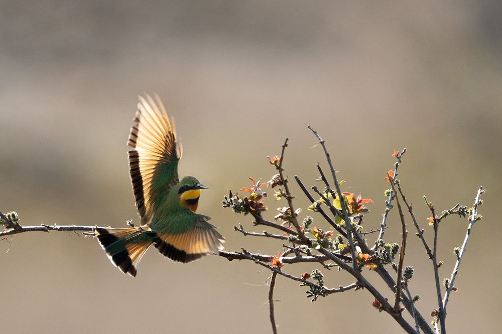 Фотография автора Raju Nair