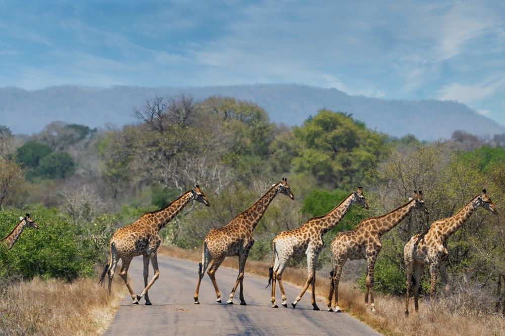 Фотография автора Raju Nair