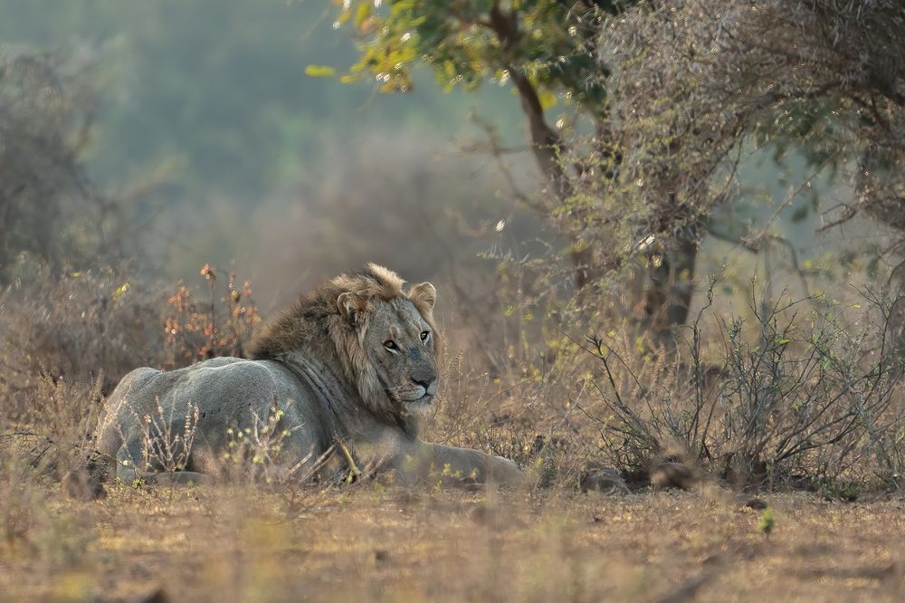 Фотография автора Raju Nair