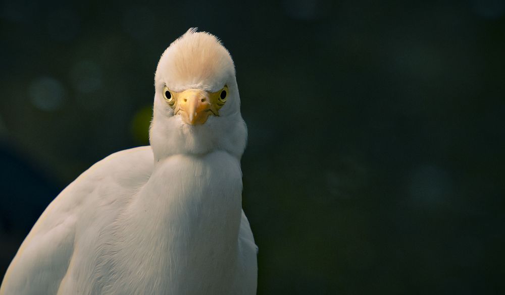 Фотография автора Mrinal Ranjan