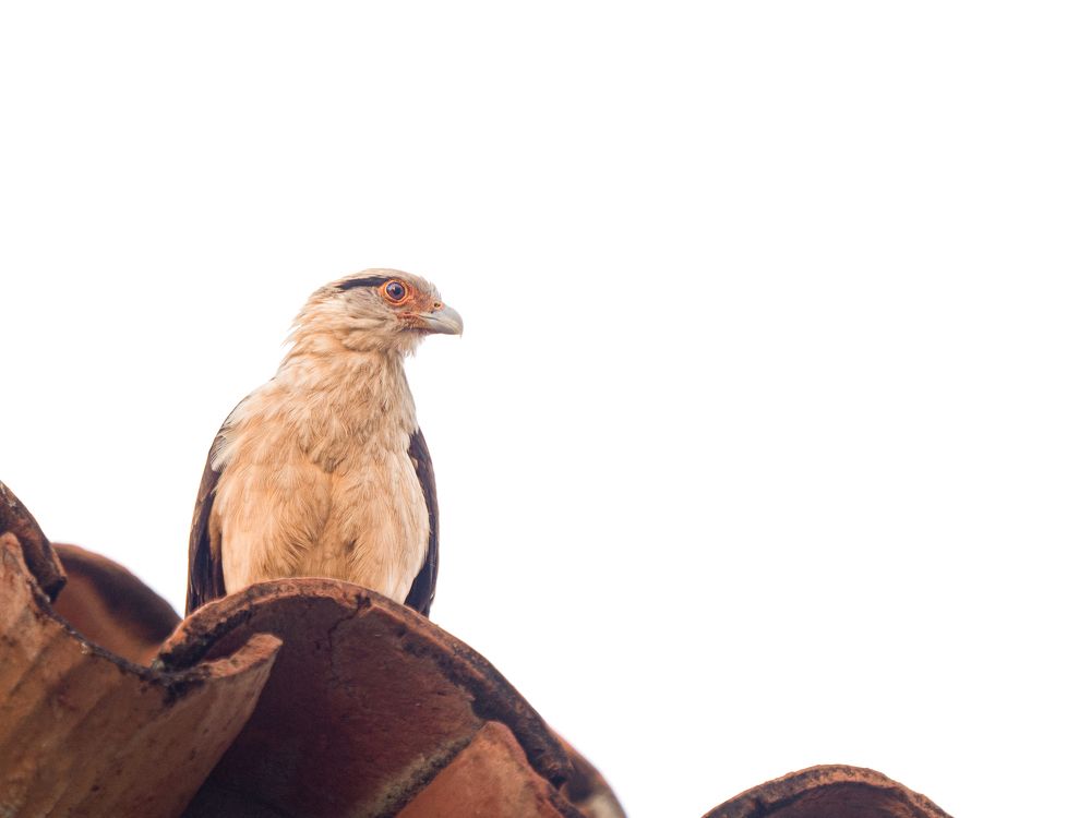 Фотография автора Camilo Rojas