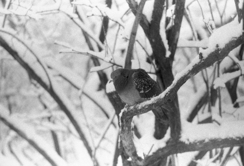 Photograph by Родион Романович Р