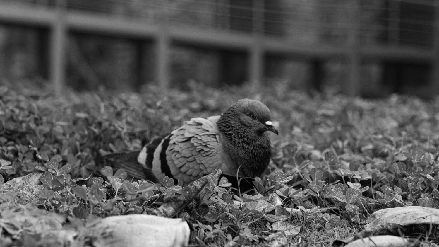 Photo #11781629