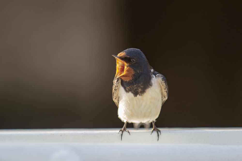 Photograph by Кулаков Юрий