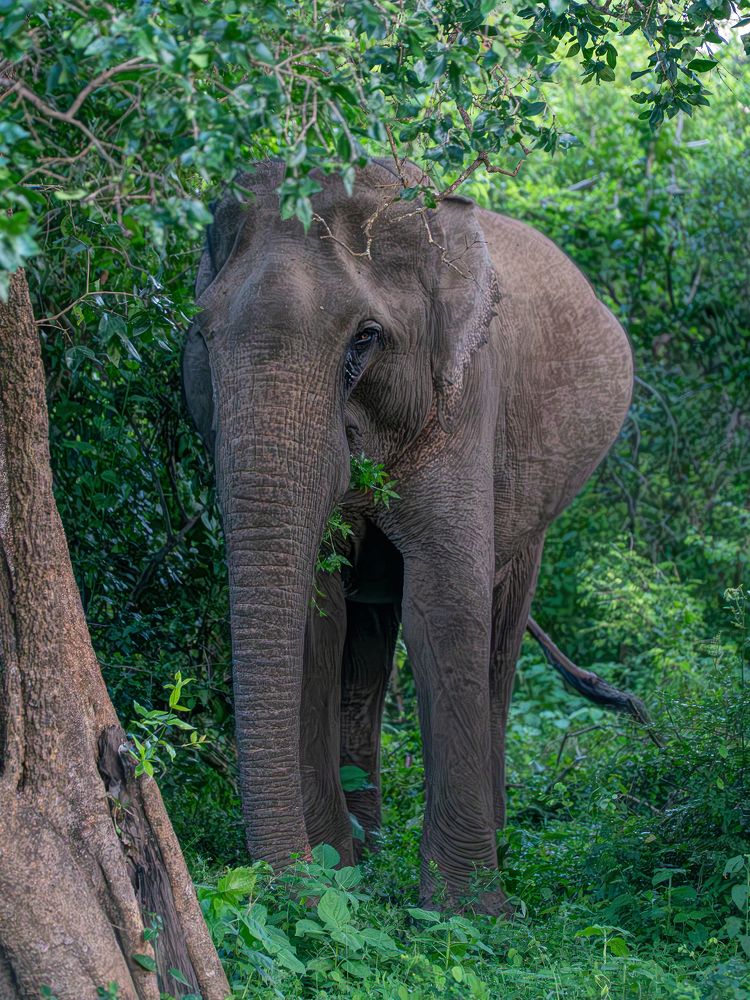 Цейлонский слон