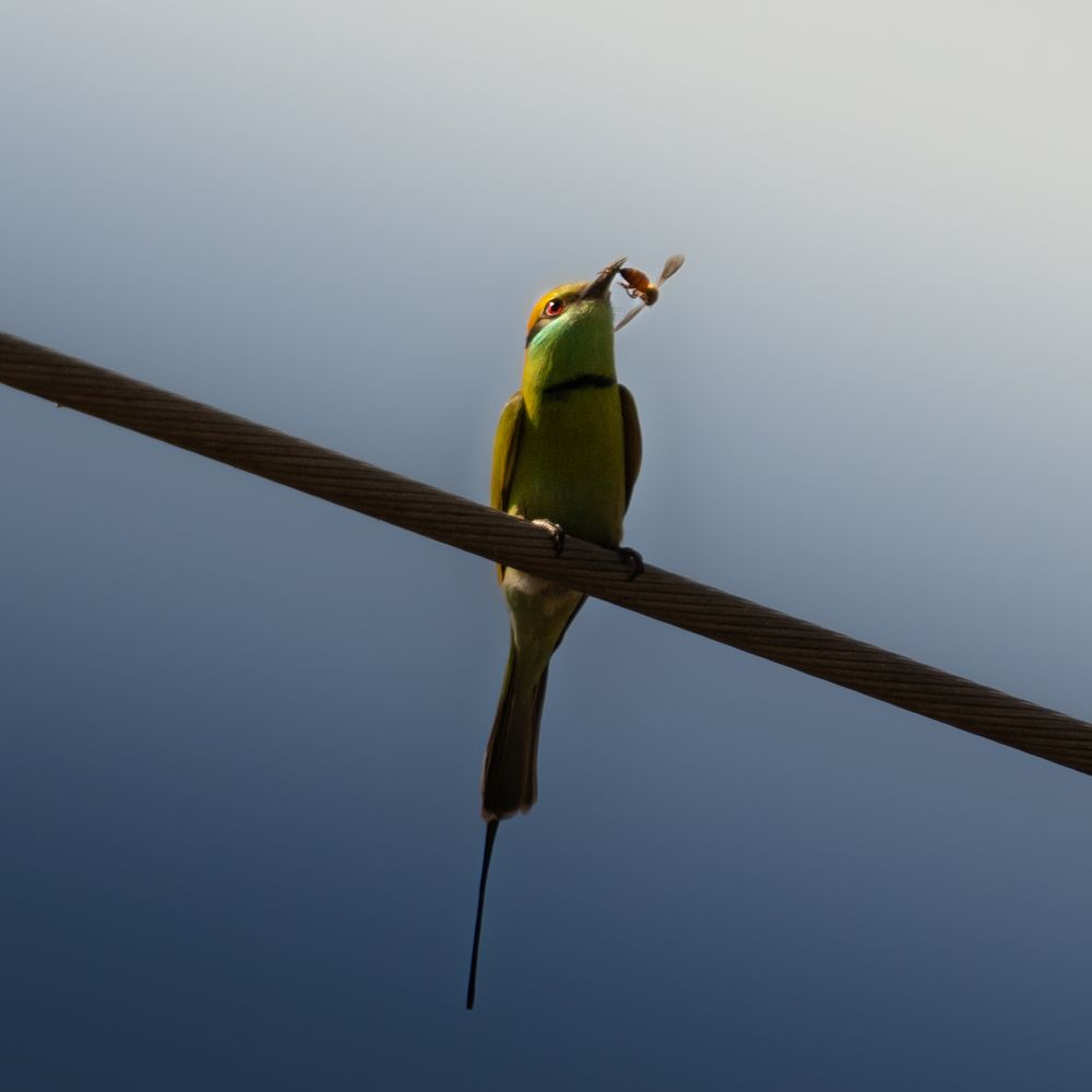 Asian Green Bee eater perching on electric wire