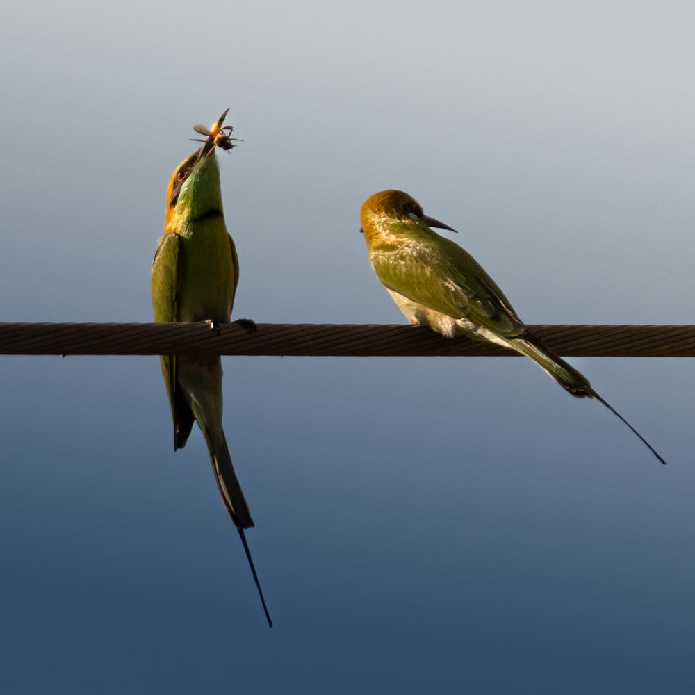 Pair of Asian Green Bee eaters perching of electric wire