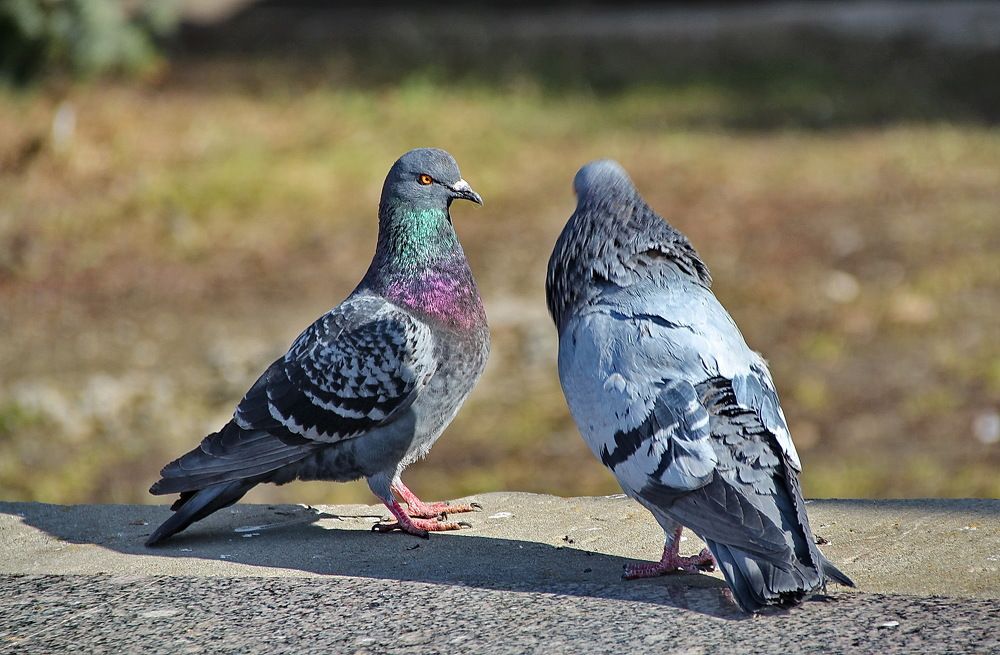 Photograph by Виталий Симоненков