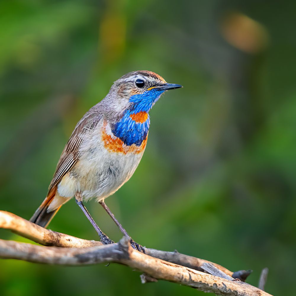 Photograph by Олег Белан