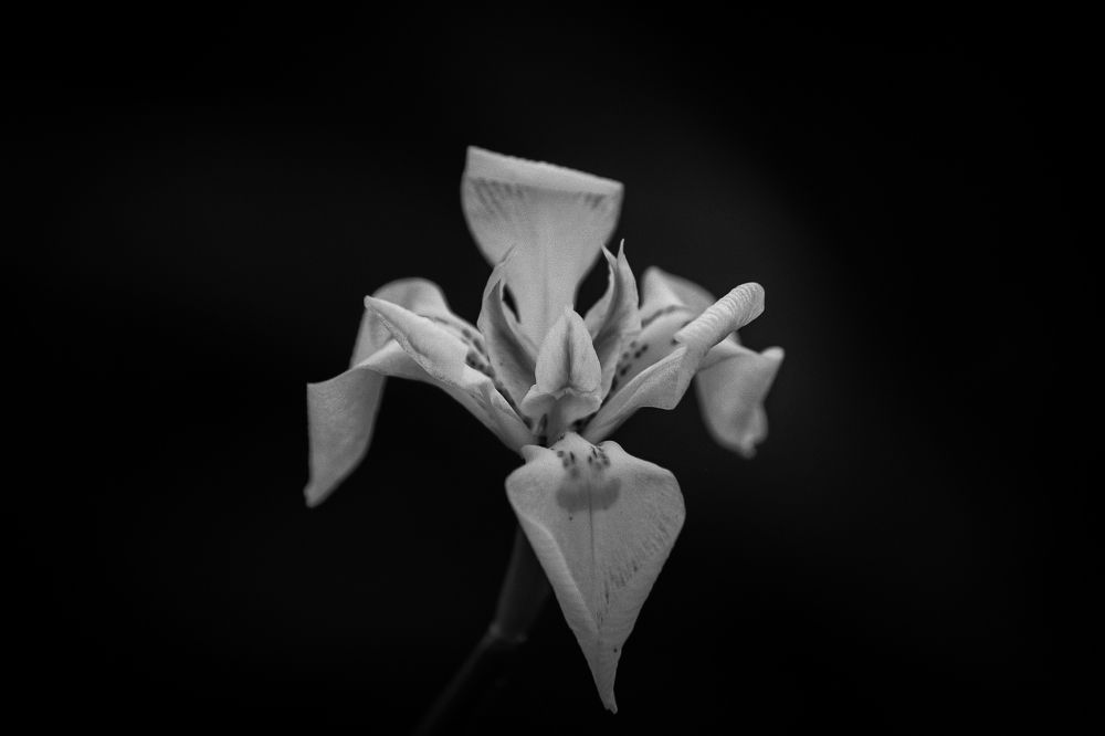 Photograph by Priscilla Dippenaar