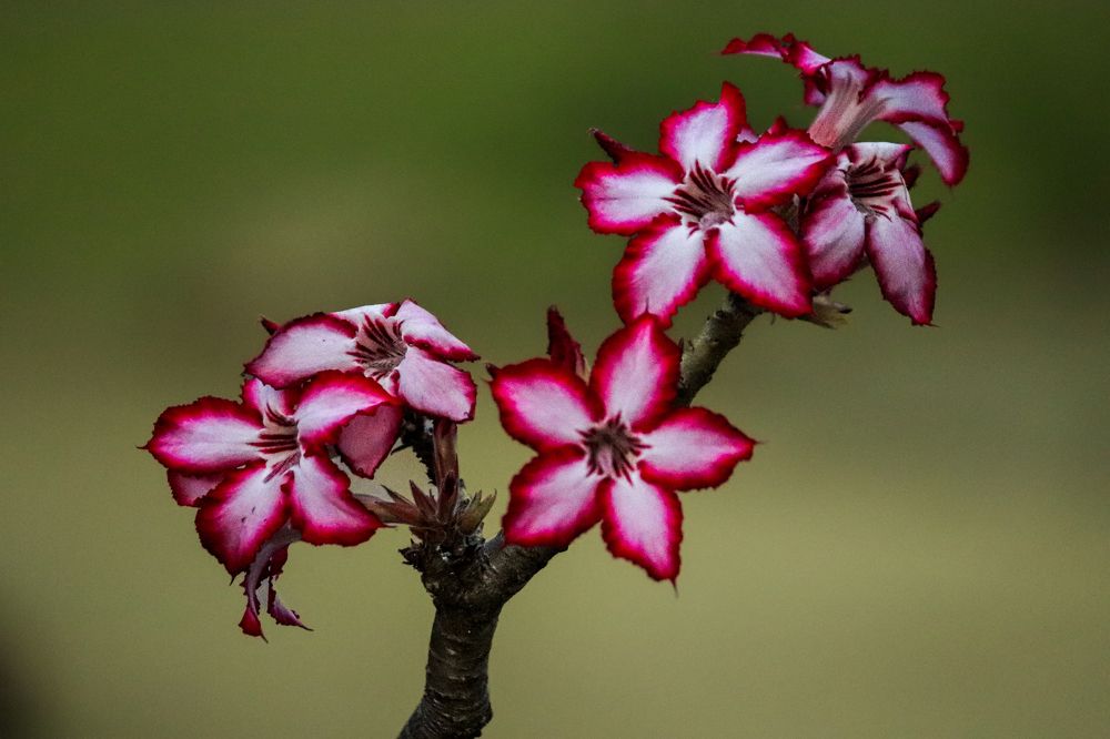 Photograph by Priscilla Dippenaar