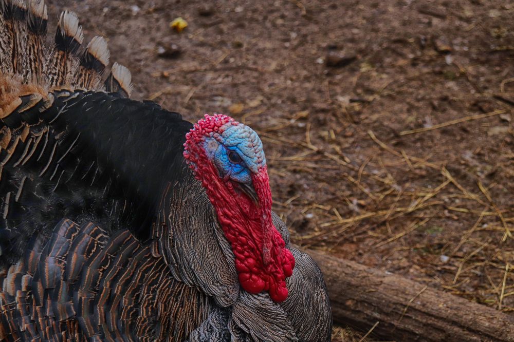 Фотография автора Füleki Elvíra