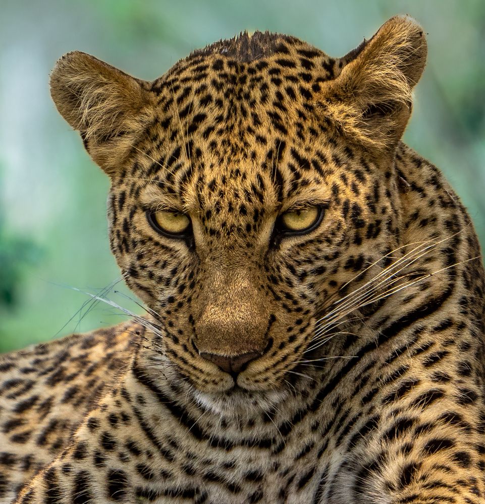 Фотография автора Rajharsha Narayanswamy Narayanswamy