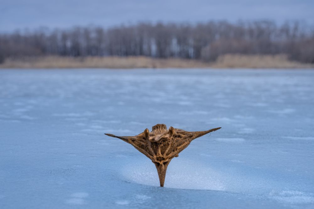 Photograph by Ольга Мусиенко