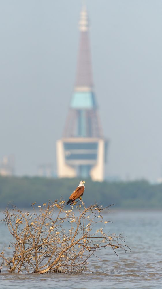 Фотография автора Chandramouli Chandramouli