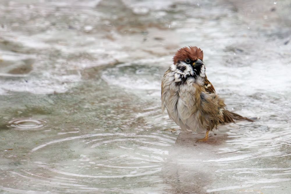 Photograph by Морозов Сергей