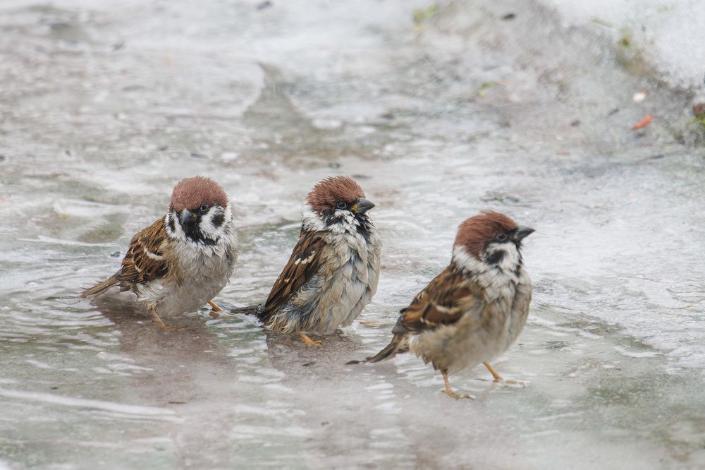 Photograph by Морозов Сергей