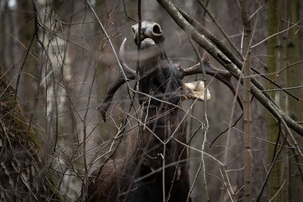 Лось в лесу