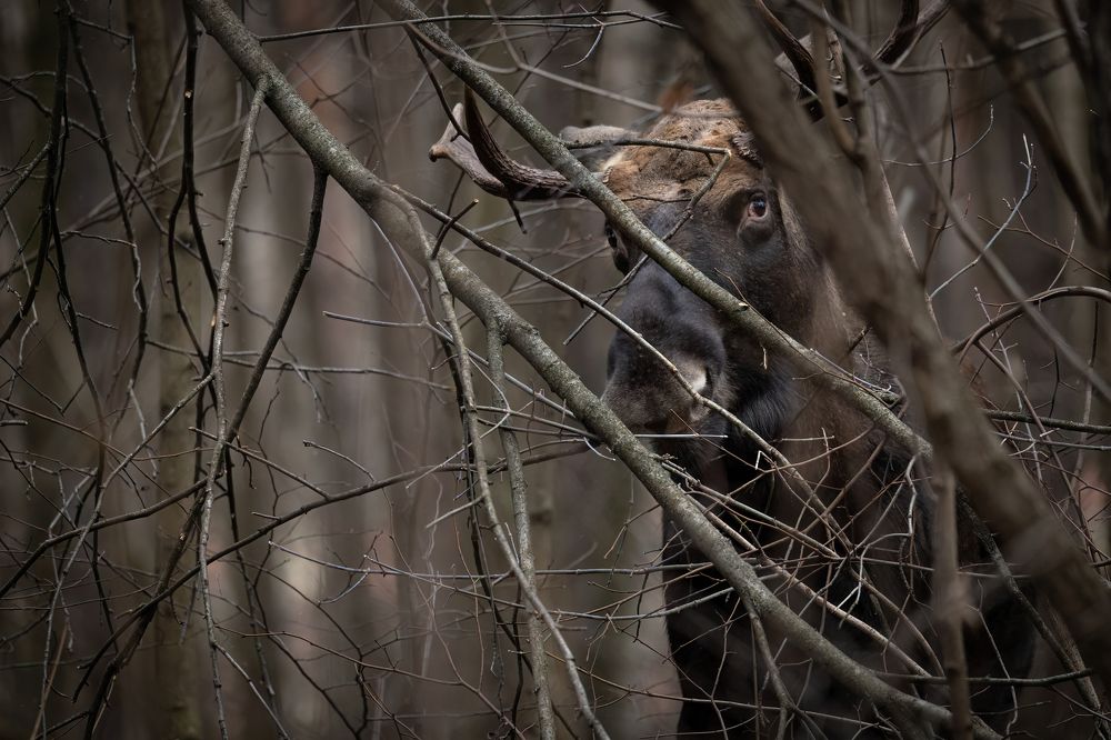 Photograph by Галина Павлова