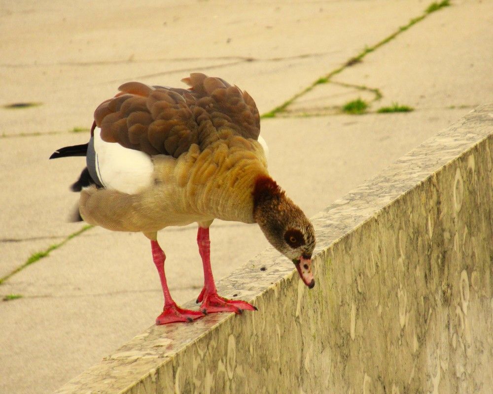 Photograph by Leonid Yarmolinsky