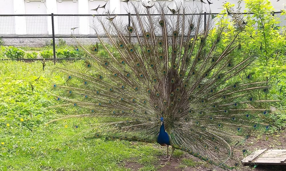 Фотография автора Анна Морозова