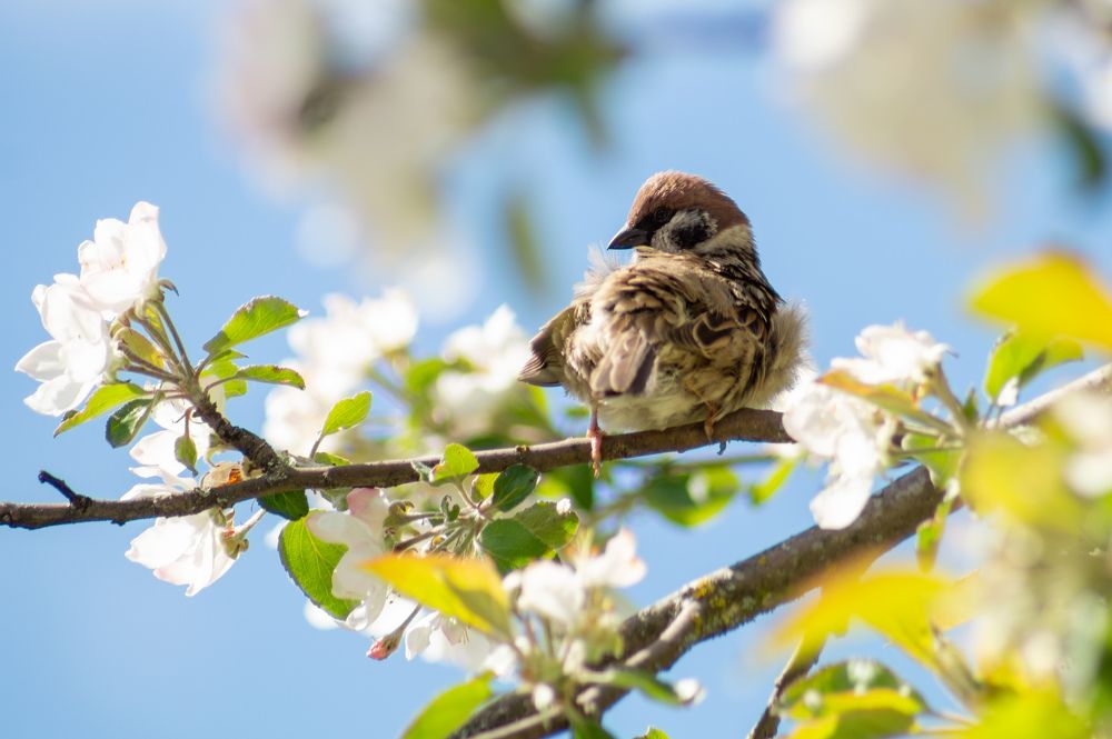 Фотография автора Нина Шкляр