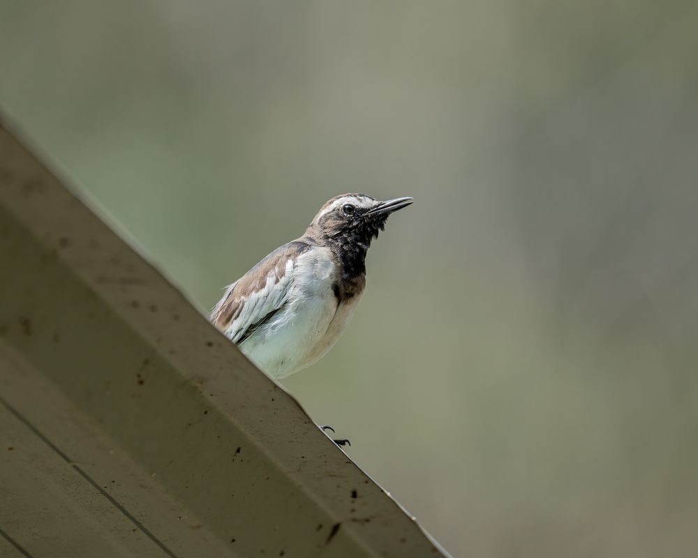 Фотография автора Hari Venkatesh