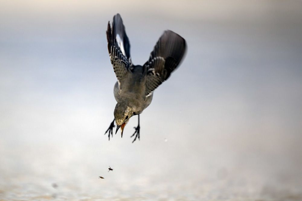 Photograph by Nikolay Hristov