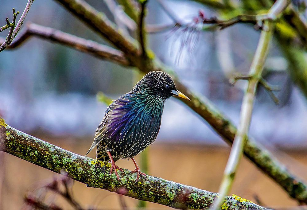 Photograph by Леонид Соболев